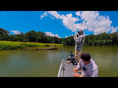 Nuestro Mejor Día Pesca!! Casi 25 lbs En 5 Lobinas grandes