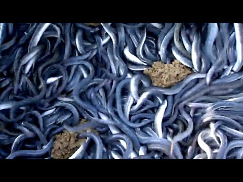 How Expensive Japanese Eels Are Farmed- Eels Worth Their Gold