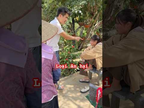 Mẹ chồng phơi lúa con dâu ngồi gác chân lên bàn chơi không chịu làm và cái kết #giaitri #giadinh