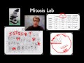 AP Biology Lab: Mitosis and Meiosis