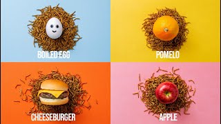 10 000 Mealworms vs. Cheeseburger