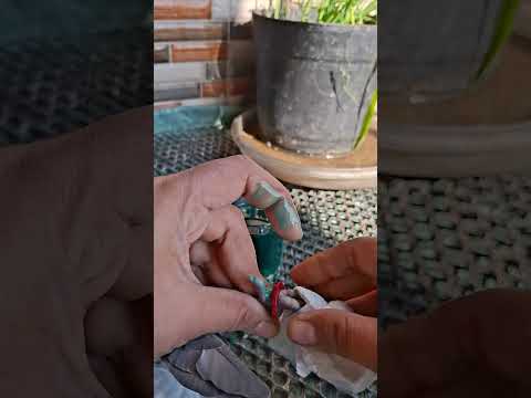 لسهولة دخول الحجل او الجلده داخل رجل الحمامه