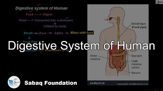 Digestive system of Human