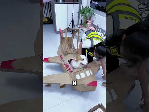 Томми против самолёта… угадай, кто выиграл 😮✈️ #short