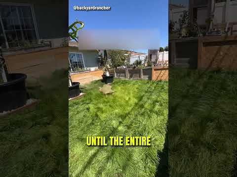 These Turtles Are Better Than Lawn Mowers!