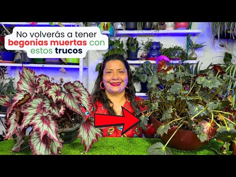 Como salvar tus begonias de la muerte con estos trucos
