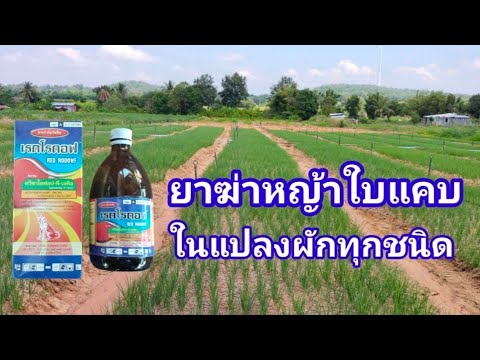 ยาฆ่าหญ้าใบแคบในแปลงผัก