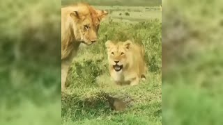 عجائب وغرائب مدهشة التقطتها الكاميرات في عالم الحيوانات !!