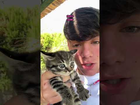 GIULIA BIZZARRI E FABIO FERRUCCI E IL LORO NUOVO ANIMALETTO 1/2 #tiktok #perte #webboh #greenscreen