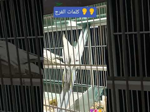 ุงูููู
ุตู ูุณูู
ุนูู ูุจููุง ู
ุญู
ุฏ ูุนูู ุขูู ู ุฃุตุญุงุจู ุงูุทุงูุฑูู ุฃุฌู
ุนูู #ุตููุง_ุนูู_ุงููุจู #ุงูุณุจููุฑ