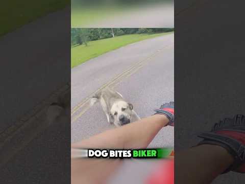 Biker Gets Bitten and SNAPS at the Owner