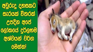 අවුරුදු දහසකට සැරයක් විතරක් උපදින ලෝකයේ දුර්ලභම අශ්වයන් වර්​ග මෙන්න ‍| 5 Rarest Horse Breeds