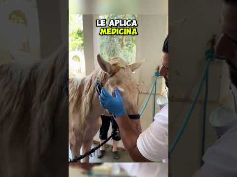 Este buen hombre le salvó la vida al caballo ❤️ #shorts