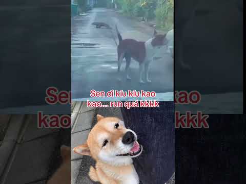 Sen ơi Lu run quá kkk! #shorts #dogsfunny