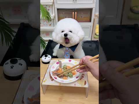 It smells so good #cutepet #petfood #homewithagreedydog #bichon