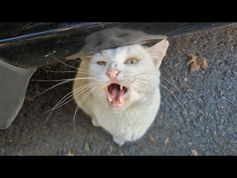 Angry white cat goes crazy when she sees me paying attention to another cat.