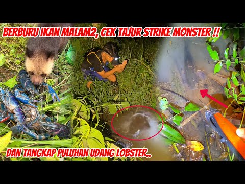 Berburu Ikan Malam2, Cek Tajur Strike Ikan Monster Dan Dapat Banyak Udang Lobster Di Pinggir Rumah😱