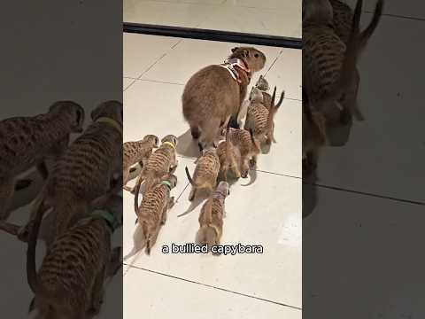 The capybara who became the meerkats' godmother.#shorts #animals #capybara #meerkat #rescue