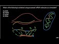 mRNA Processing and Gene Expression