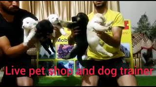 LIVE PET SHOP JAMMU 9796675504