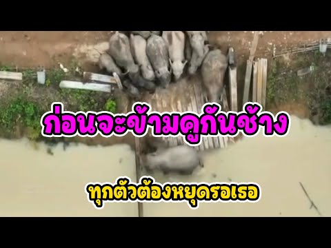 อึ้งมีแบบนี้ด้วยเหรอ!!!! มนุษย์ยังอาย ช้างป่ายังเข้าใจคำว่า ‘ให้เกียรติผู้นำ’ แล้วเรา…ล่ะครับ?