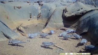 BANDOS E BANDOS DE ROLINHAS BRANCAS #rolinhas picui