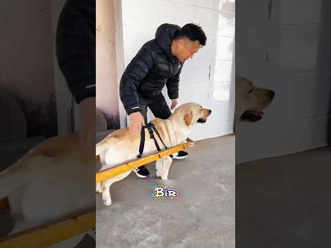 Kızını Okuldan Alan Kahraman Köpek Rıfkı’ya  Bir Alkış! #shorts #eğlencelivideolar