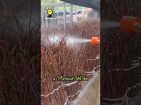 ทำไมชาวนาจีนเหล่านี้ถึงเลี้ยงปลวก?