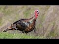 Understanding Turkeys and Display Behaviors in Birds