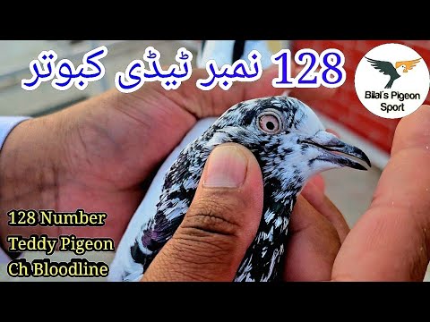 128 Number Teddy Kabootar | Teddy Pigeon Bilal liaqat | Teddy Pigeon pakistan🇵🇰