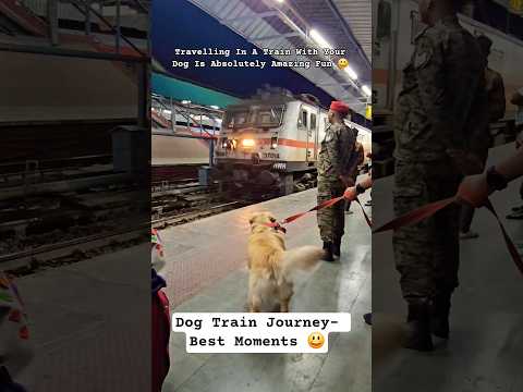 The Best Moments Of Dogs Train Journey 😃 #dog #pets #train #goldenretreiver