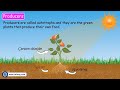 Decomposers and Their Ecosystem Roles