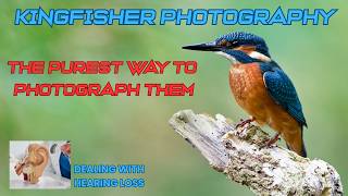 KINGFISHER PHOTOGRAPHY - A TRUE WILDLIFE EXPERIENCE - HEARING LOSS AND PHOTOGRAPHY