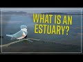 Estuaries and Their Importance