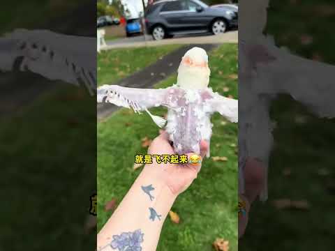 小姐姐捡到一颗鸟蛋，结果让她哭笑不得。