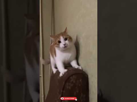 Cat is possessed by a demon #cat #funny #cats #memes #reels #shortvideo #shorts