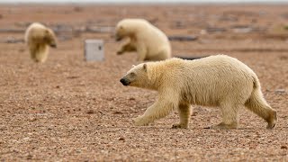 The polar bear and the bird scientist: George Divoky’s 50-year vigil