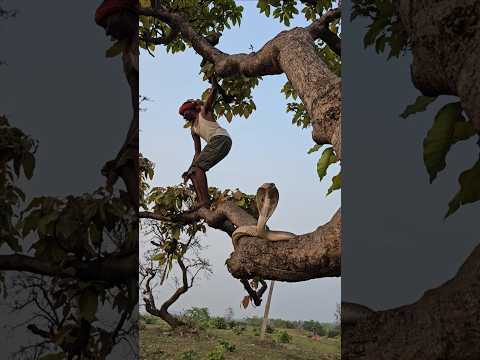 पेड़ पर चढ़ने वाले सावधान और सतर्क रहे #youtubeshorts