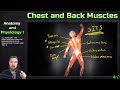 Muscle Anatomy and Functions