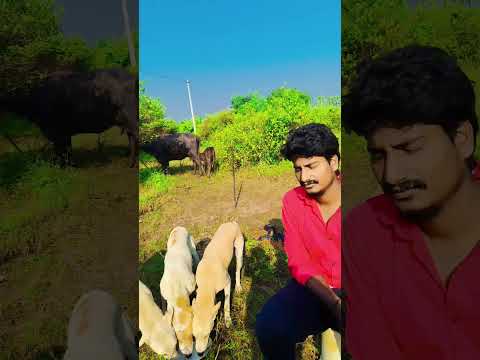 ఫ్రెండ్స్ చూడండి మా కుక్కలు ❤️❤️🥰🥰🥰🥰🥰