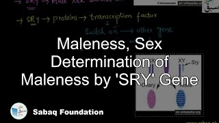 Maleness, Sex Determination of Maleness by 'SRY' Gene