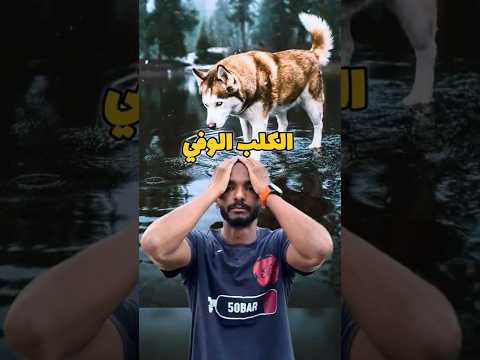 شب نزل نهر النيل و مطلعش و الكلب بتاعو كان سبب في خروجو 🤯 ( قصة حقيقية ) #غوص #modrar #scubadiving