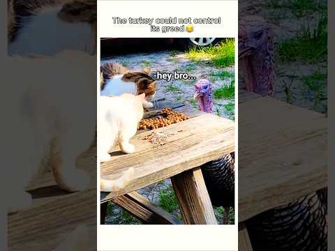 The turkey wanted too much😂 #recommended #dailyshorts #fypviralシ