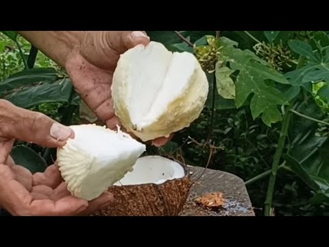 Pink and sprouted coconut/ fresh water and delicious coconut flower/coconut cutting skills