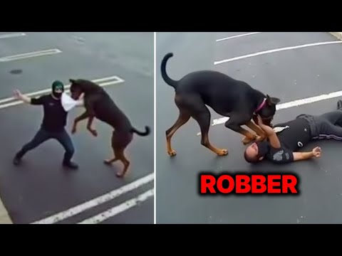 Real Intruders Who Messed With Giant Dogs