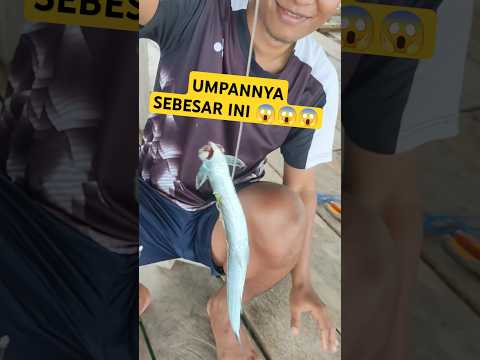 MANCING MONSTER KERAMBA PART 2 #fishing #mancing