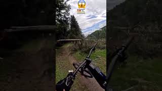 Un ciclista casi aplastado por un árbol #reacciones_de_bici #mtbparejas #bicicleta