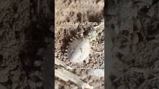 SABÍAS !!!! que este INSECTO es una HORMIGA 🤔😯🐜🐜 ##viral #campo #hormigas