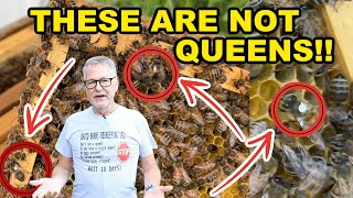 Beekeeping Behavior You’ve Never Seen: Tracing Water from Birdbath to Hive