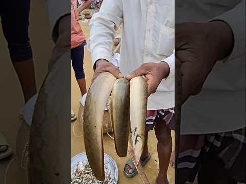 āĻšāĻžāĻāĻžāϞā§āĻāĻŋ āĻšāĻžāĻāϰā§āϰ āĻŽāĻžāϤā§āϰ āĻāĻžāϰāĻāĻž āĻŦāĻĄāĻŧ āĻŦāĻĄāĻŧ āĻŦāĻžāĻāĻŽ āĻŽāĻžāĻ ā§§ā§Ģā§Ļā§Ļ āĻāĻžāĻ! #fishing #shortvideo #shorts #hakaluki TV